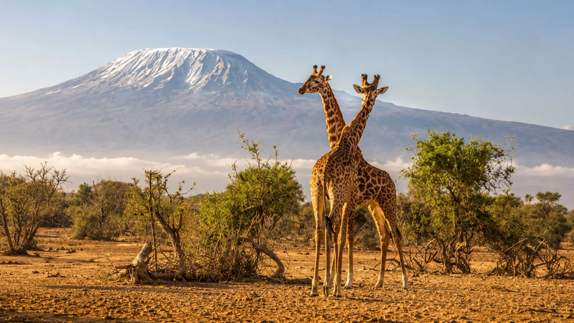 Rothschild's giraffe, Lake Nakuru