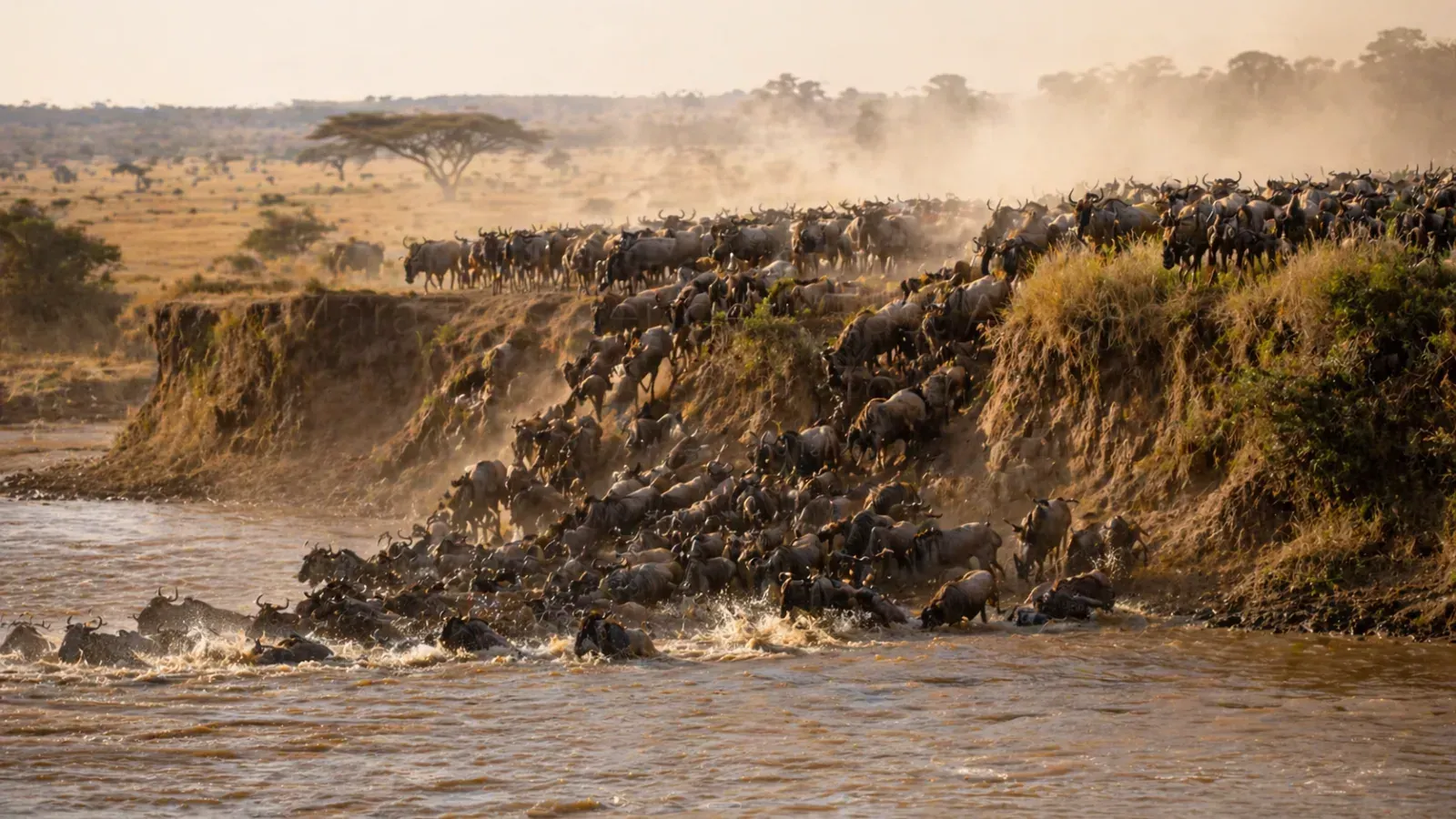 Safari at golden hour
