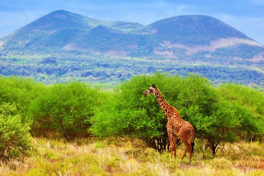 Tsavo East landscape