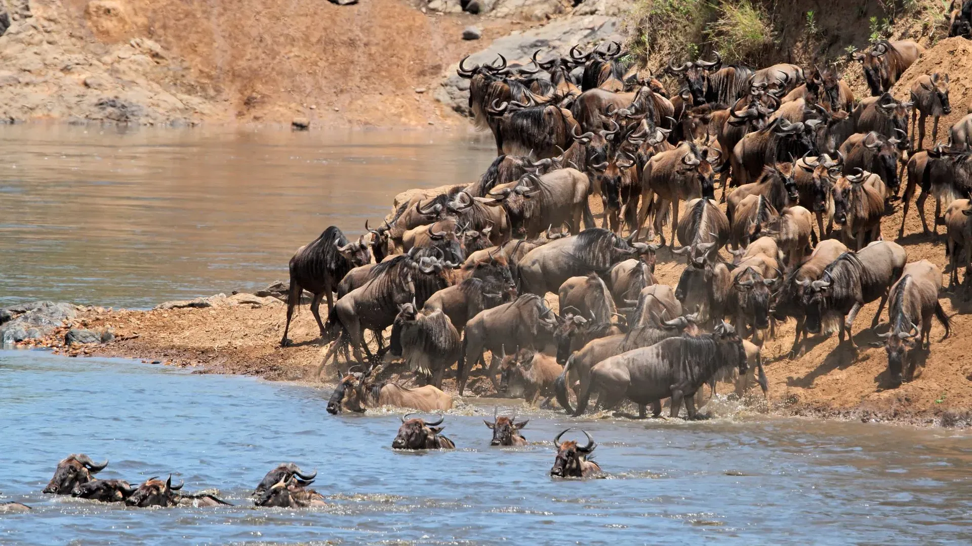 Wildebeest migration across the Maasai Mara