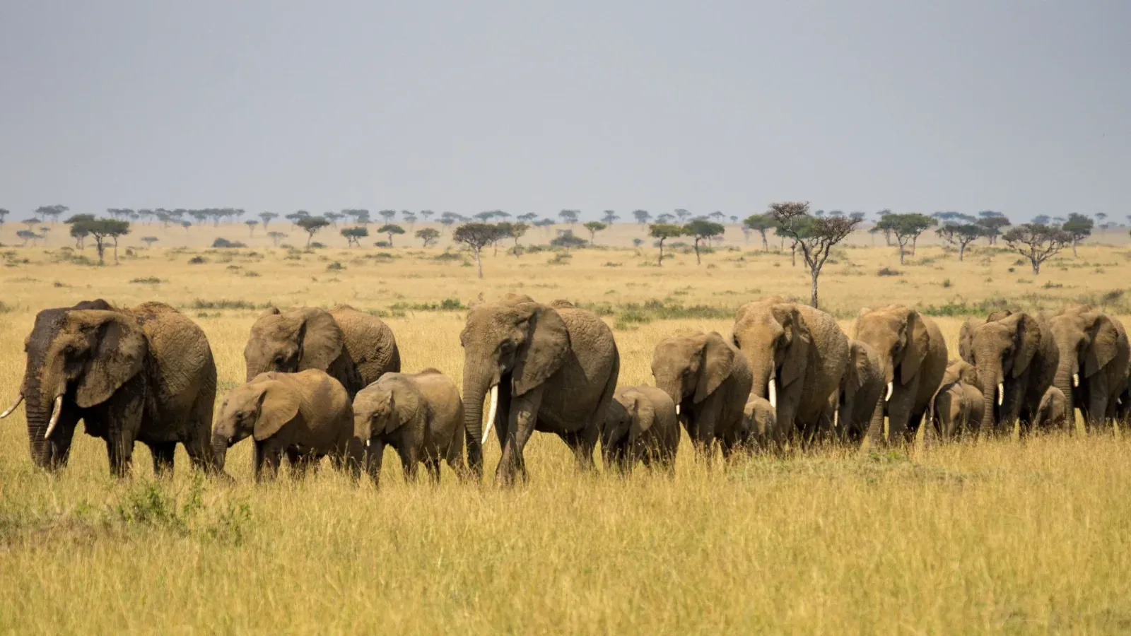 Masai Mara elephants