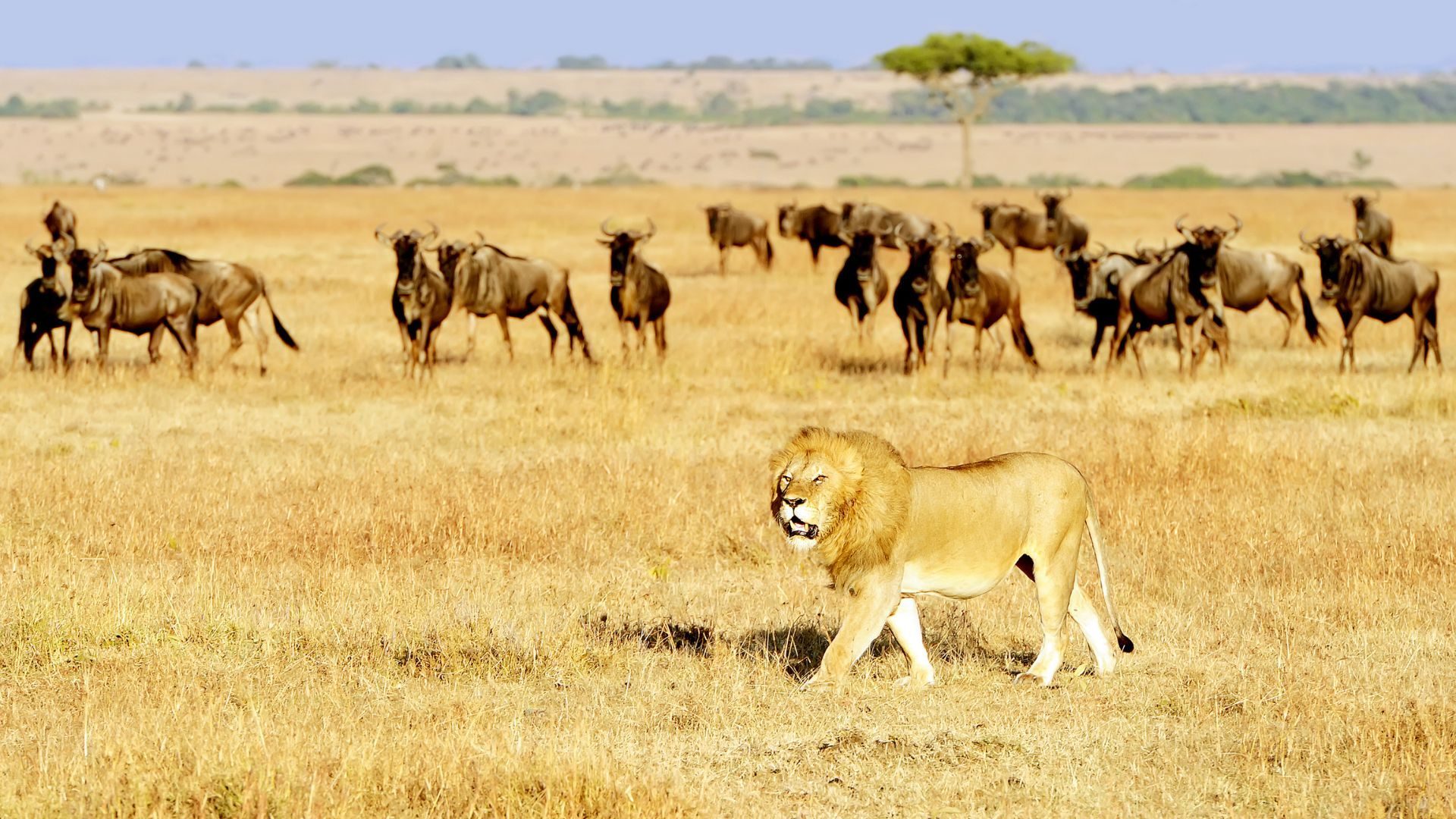 Lion pride on the Masai Mara