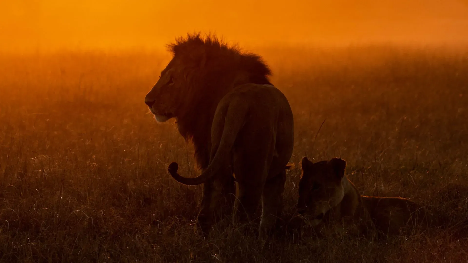 Safari at golden hour