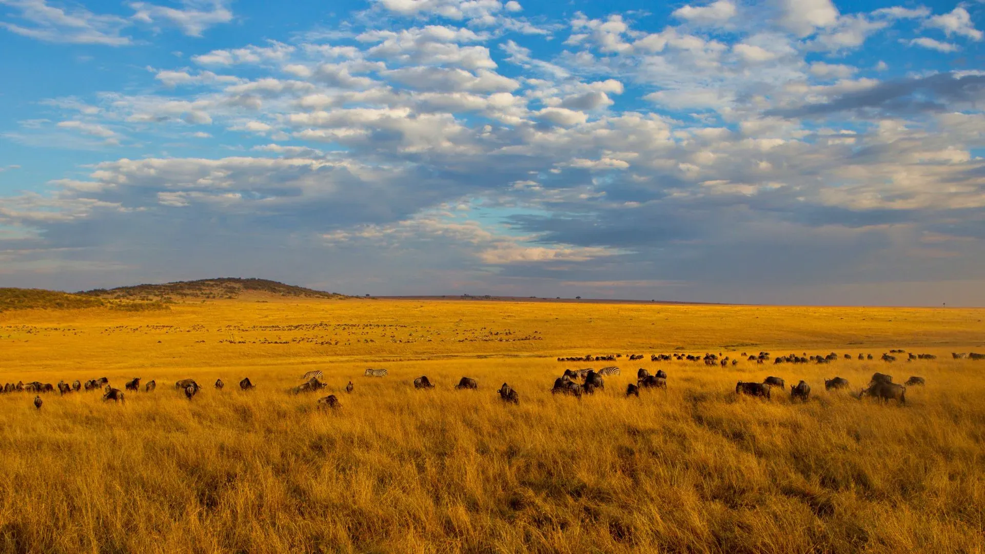 The Masai Mara plains at sunrise