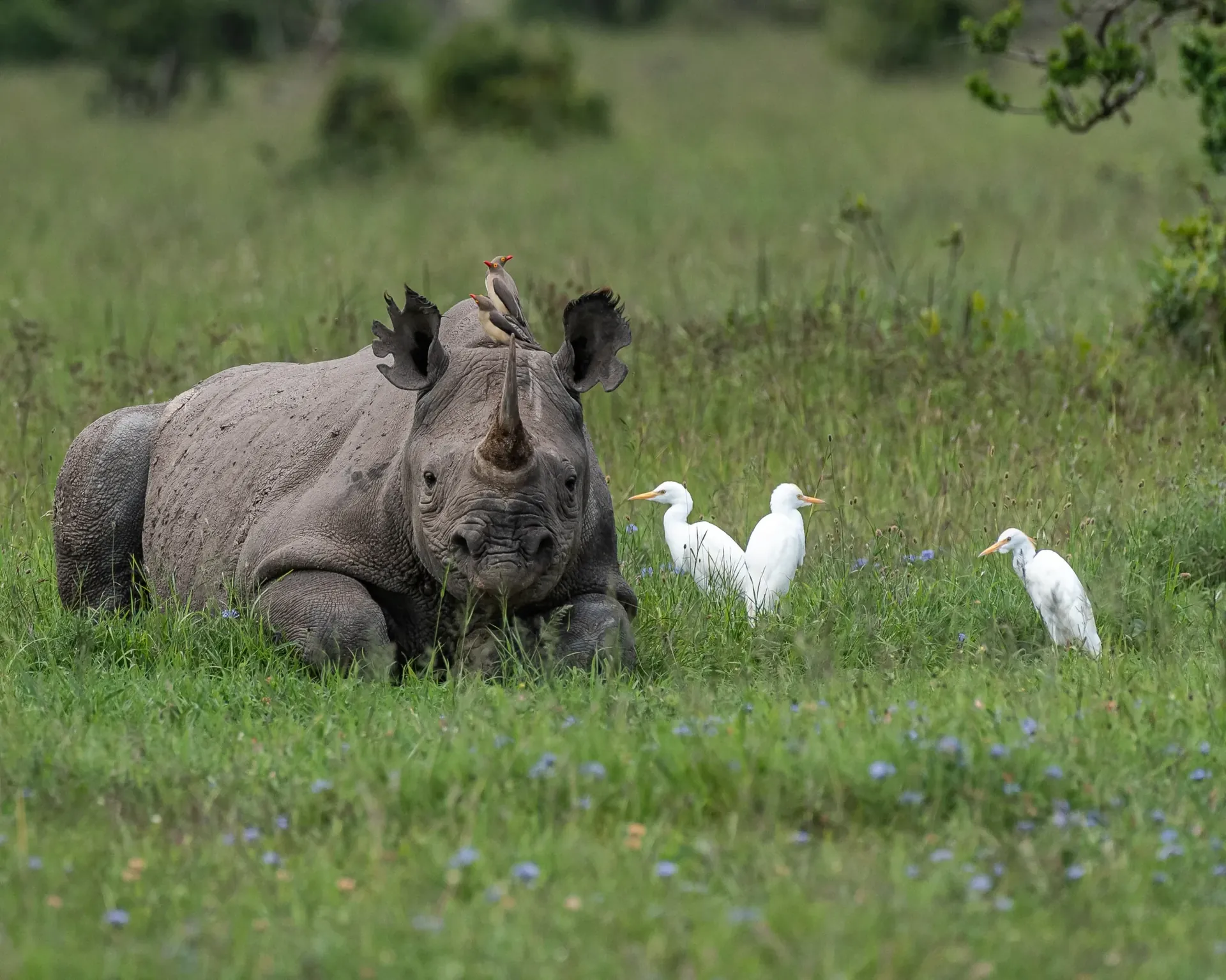 Black rhino, Ol Pejeta