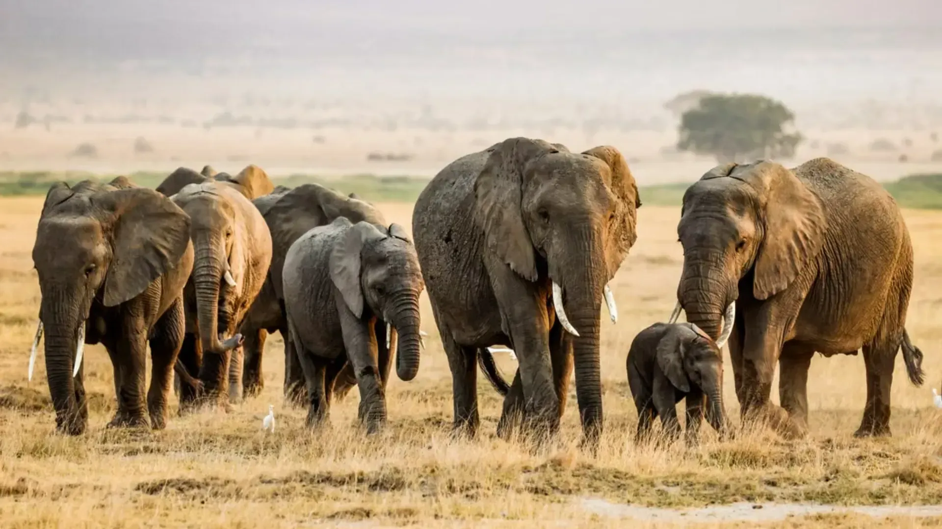 Elephant herd with egrets, Amboseli