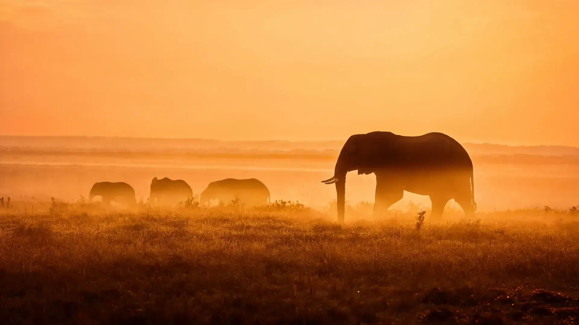 Elephant silhouettes in dust at sunset, Amboseli