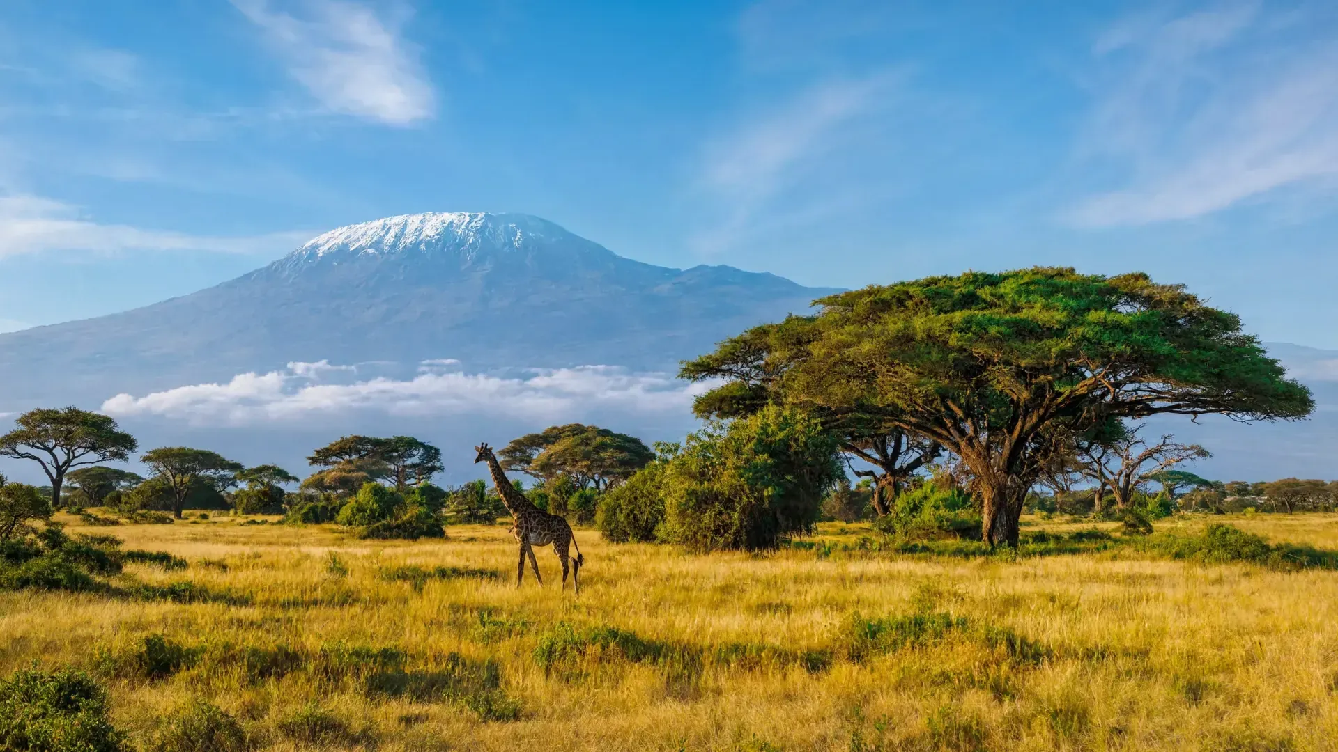 Giraffe beneath Kilimanjaro, Amboseli
