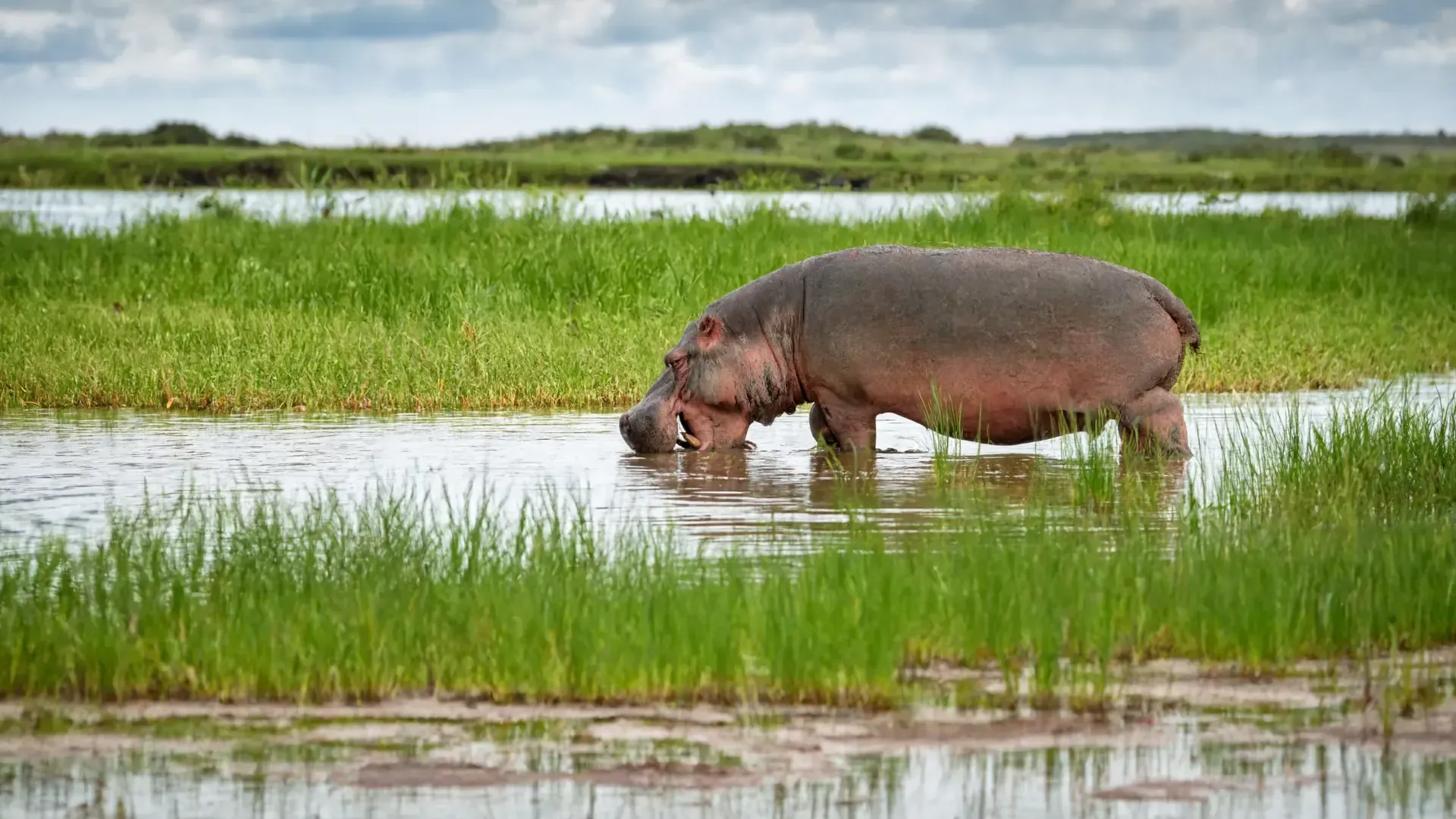 Hippo in the swamp, Amboseli