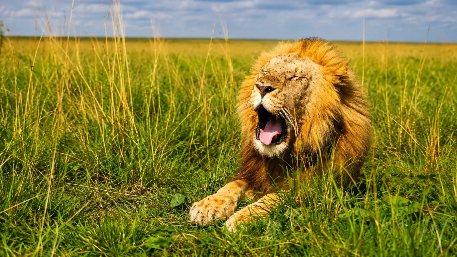 Lion in the long grass, Masai Mara