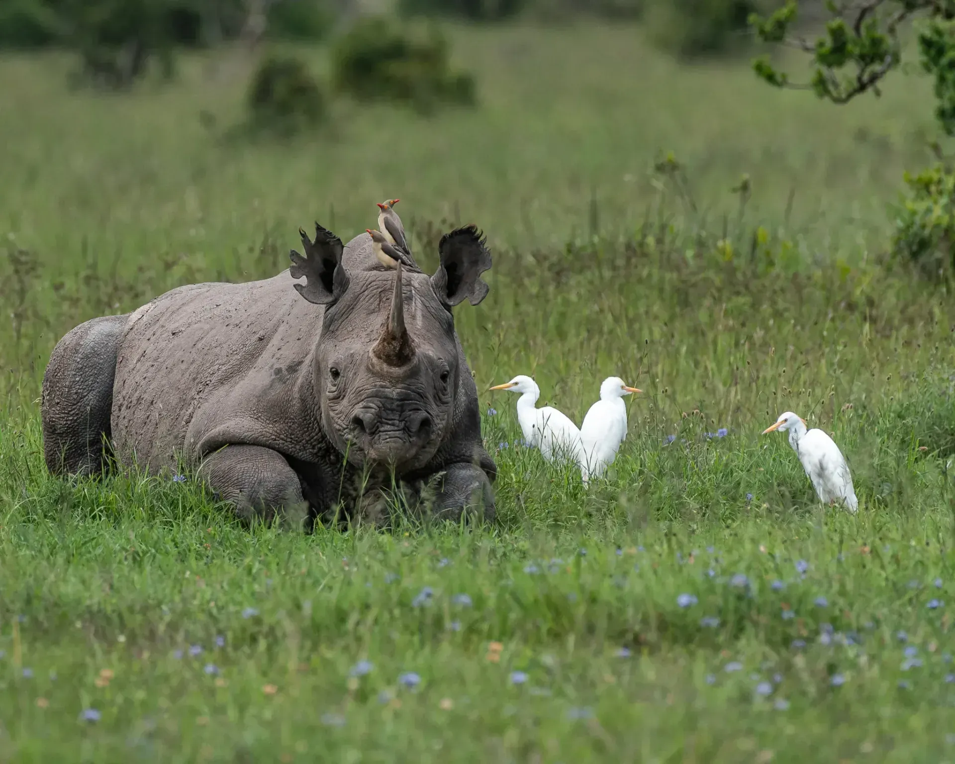 Black rhino with oxpeckers and cattle egrets, Ol Pejeta