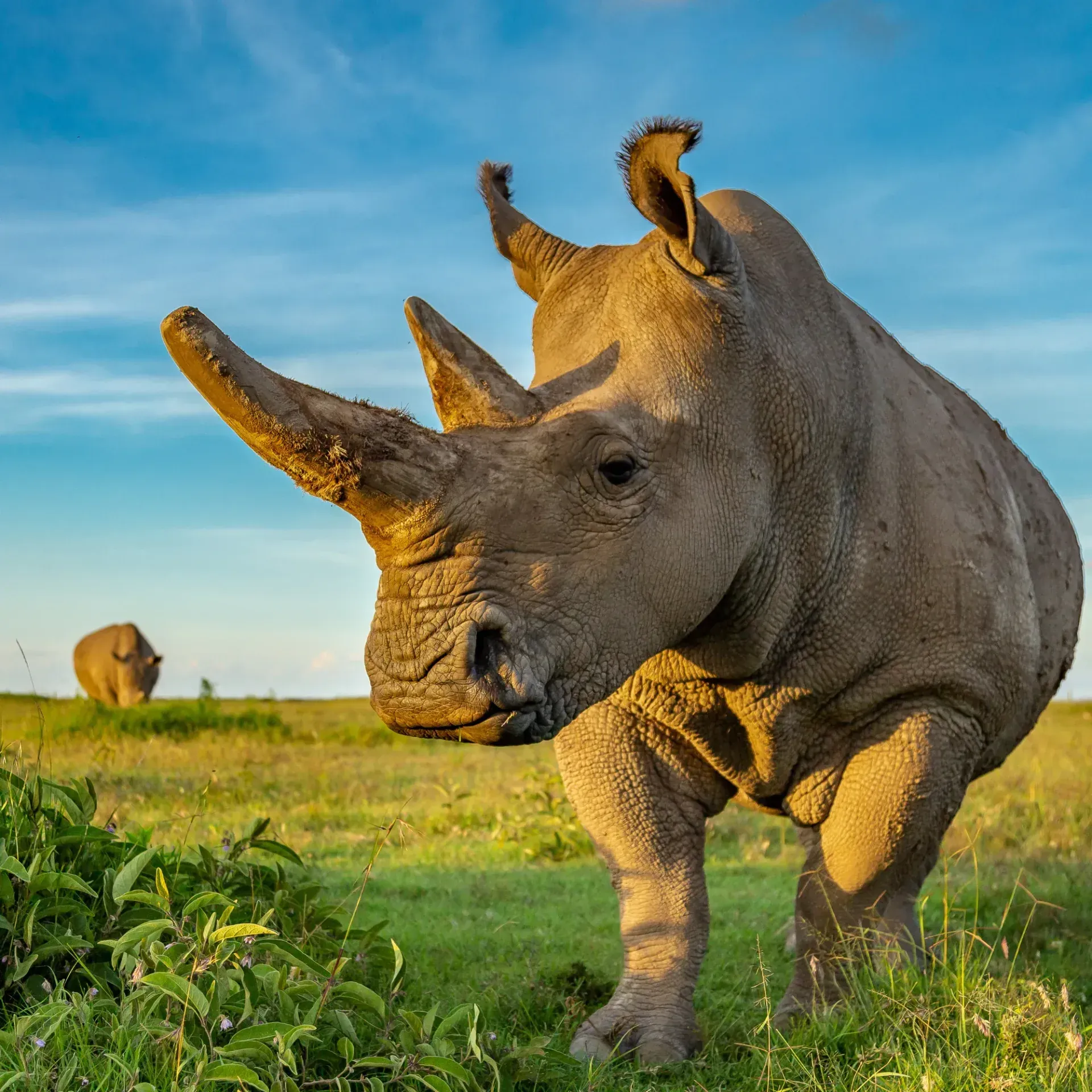 White rhino at golden hour, Ol Pejeta Conservancy