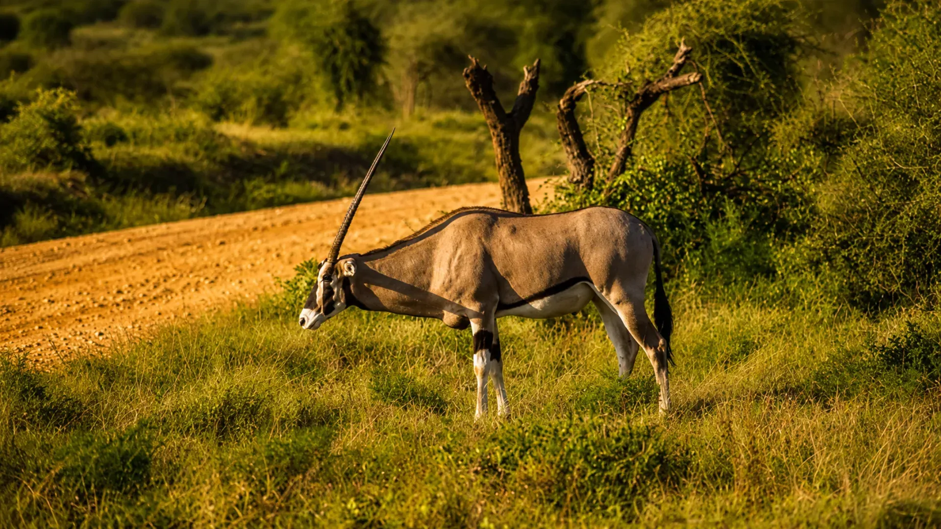 Beisa oryx beside the track, Samburu