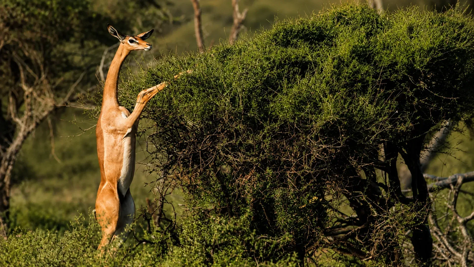 Gerenuk reaching upright into an acacia, Samburu