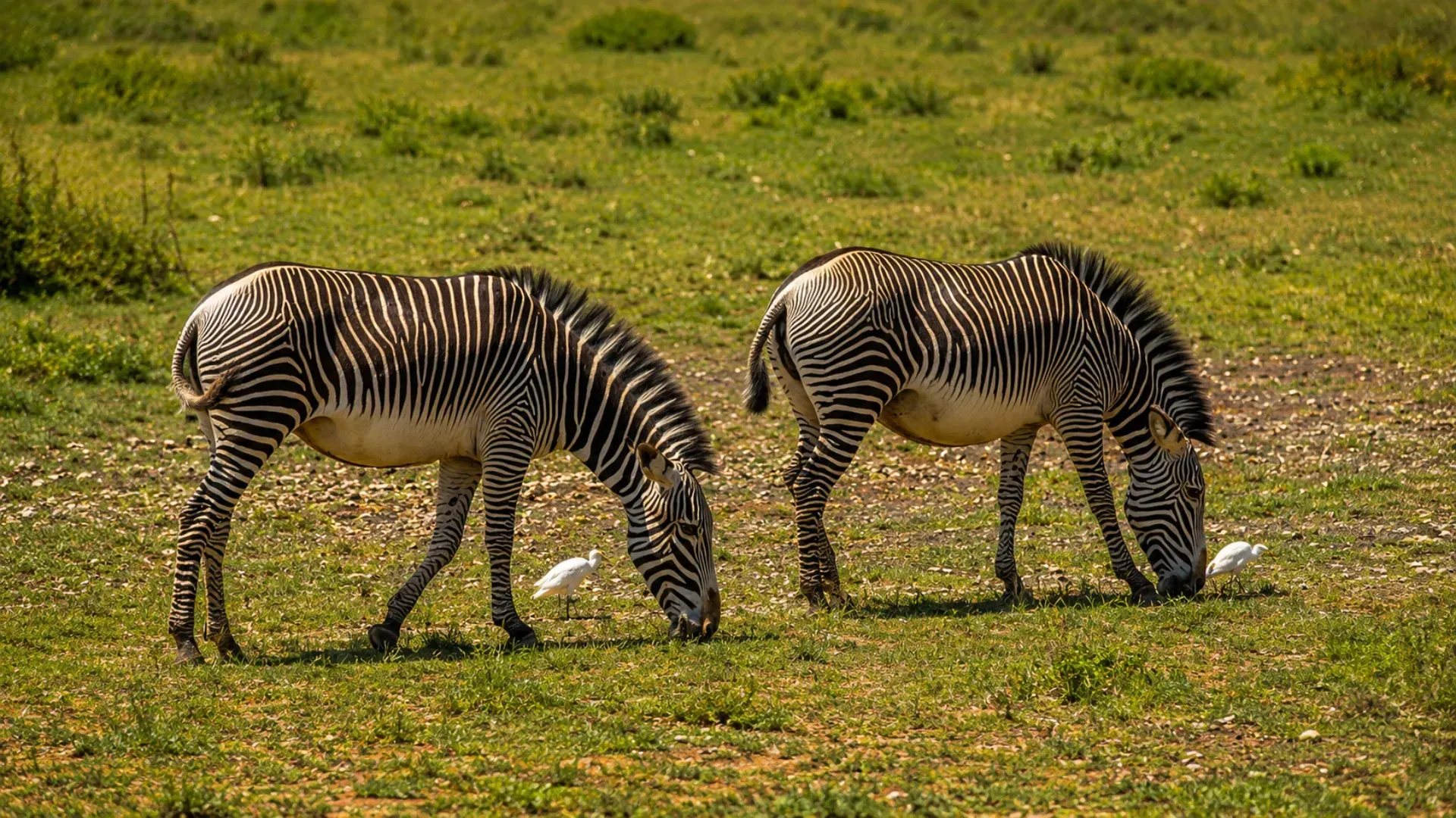 Reticulated giraffes crossing the track, Samburu