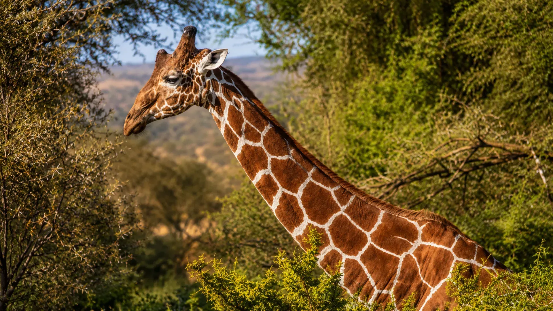Reticulated giraffe — one of the Special Five, Samburu