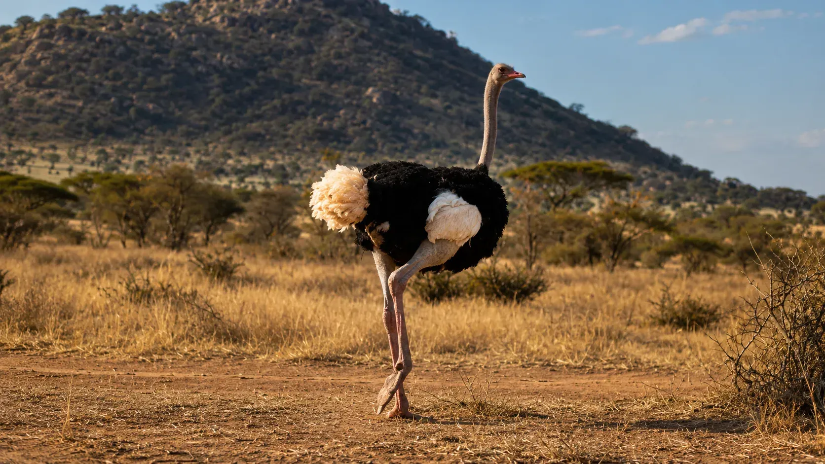 Somali ostrich against the northern hills, Samburu