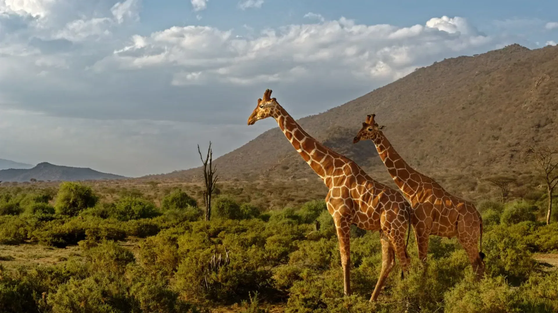 Safari at golden hour