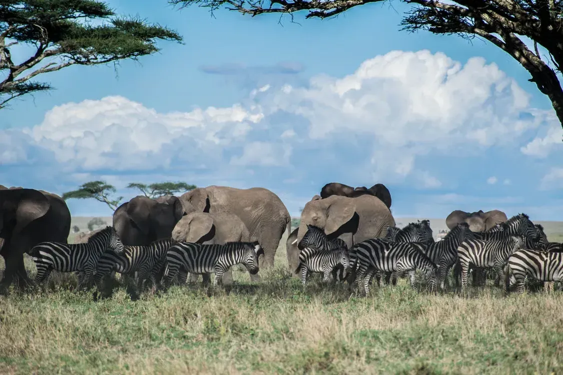 Elephants and zebra together beneath the acacias, Serengeti