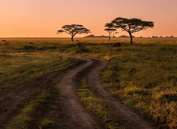 Track winding toward the Serengeti at sunrise