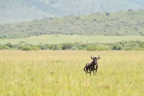 Lone wildebeest on the Serengeti plains