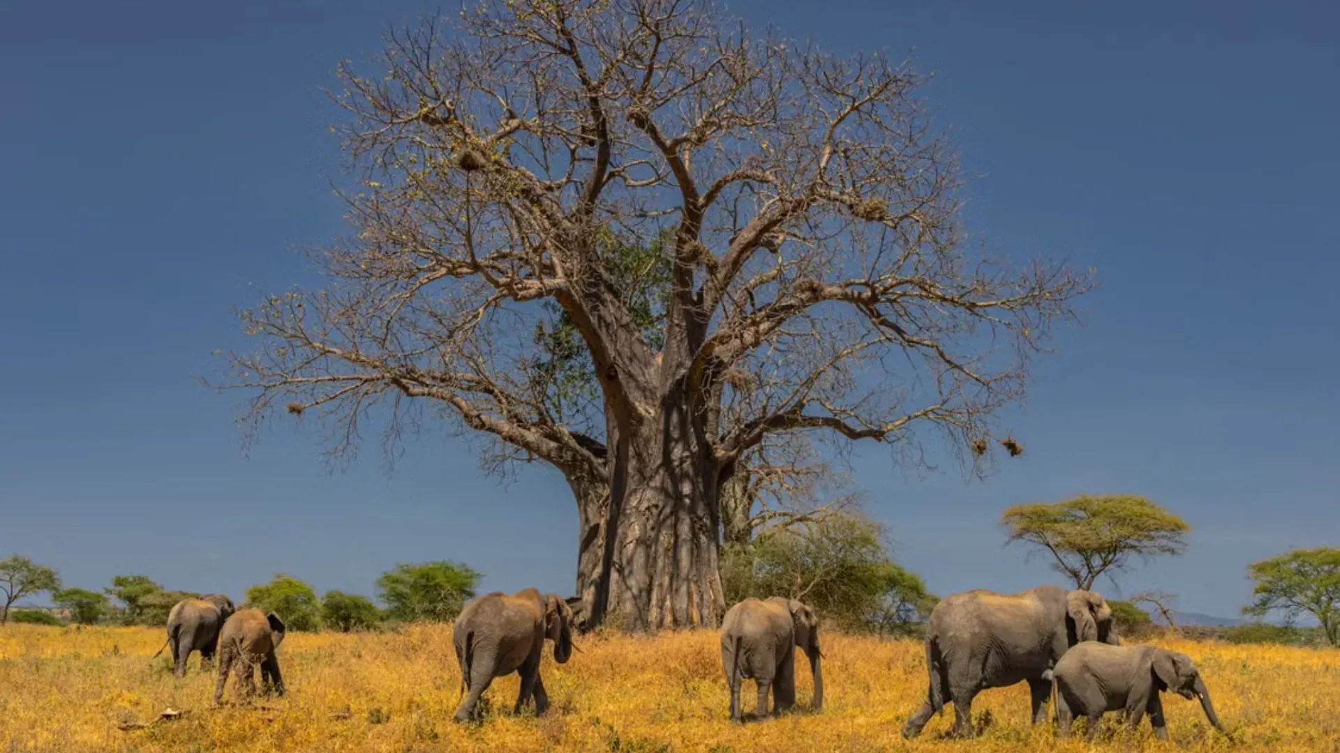 Elephant herd beneath a baobab, Tarangire