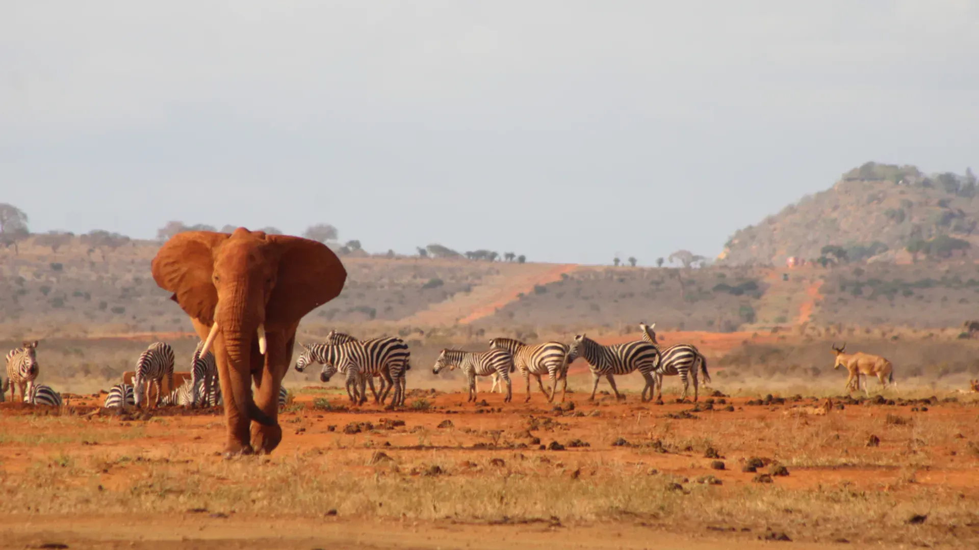 Tsavo East — elephant and zebra on the open plains