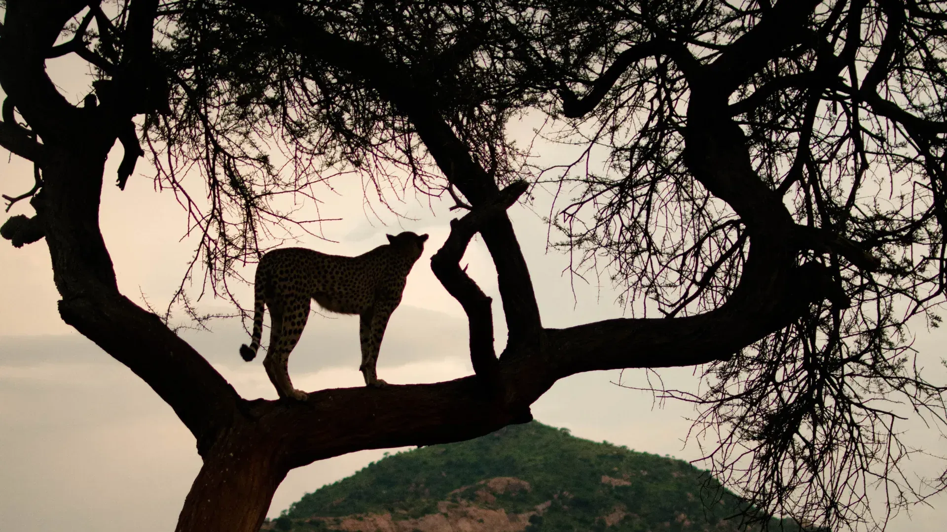 Cheetah at dusk, Tsavo West