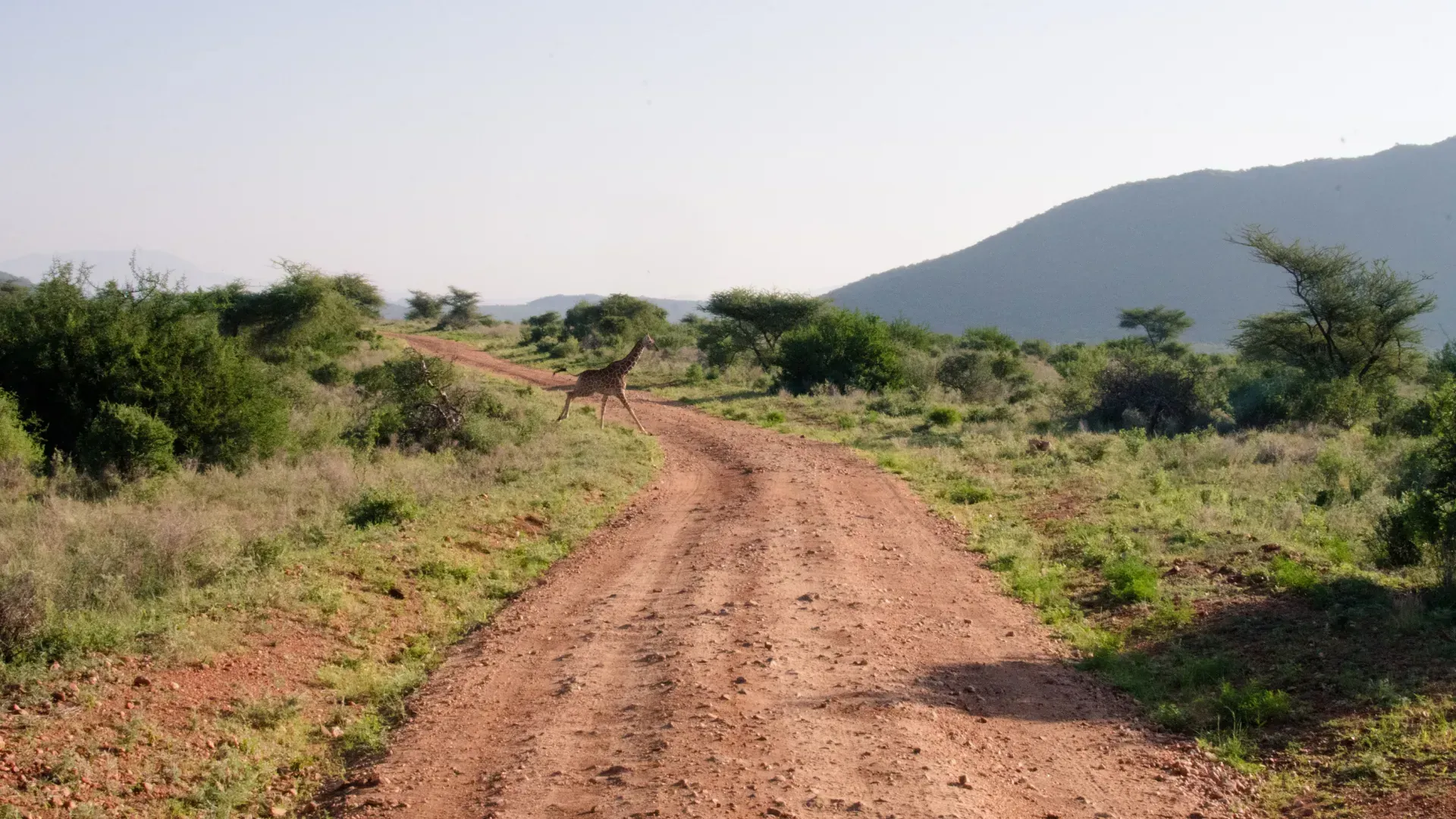 Giraffe crossing the track, Tsavo West
