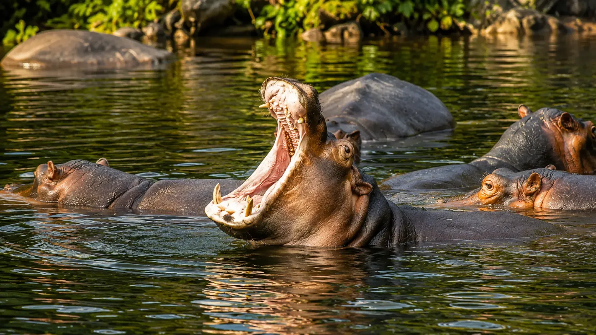 Hippo pod at Mzima Springs, Tsavo West