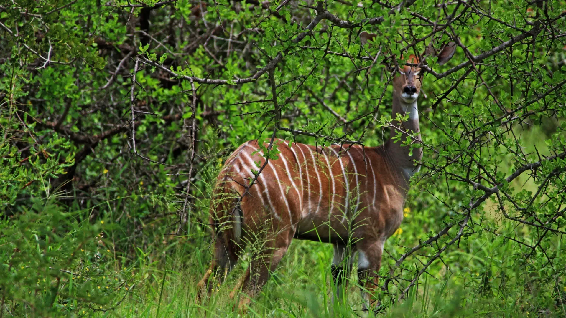 Lesser kudu, Tsavo West