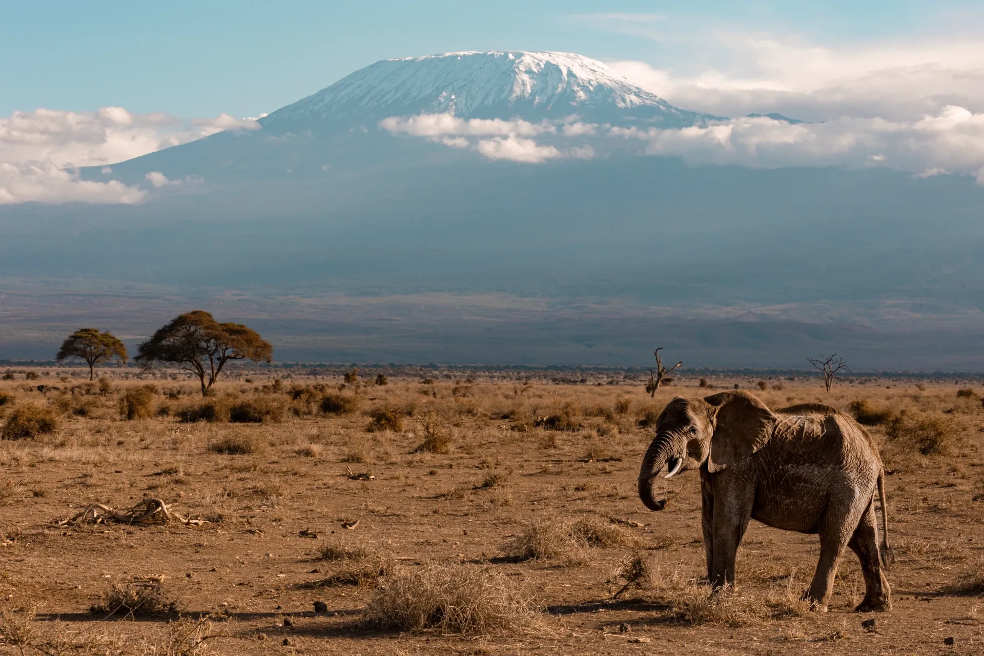 Elephant herd walking beneath Kilimanjaro, Amboseli