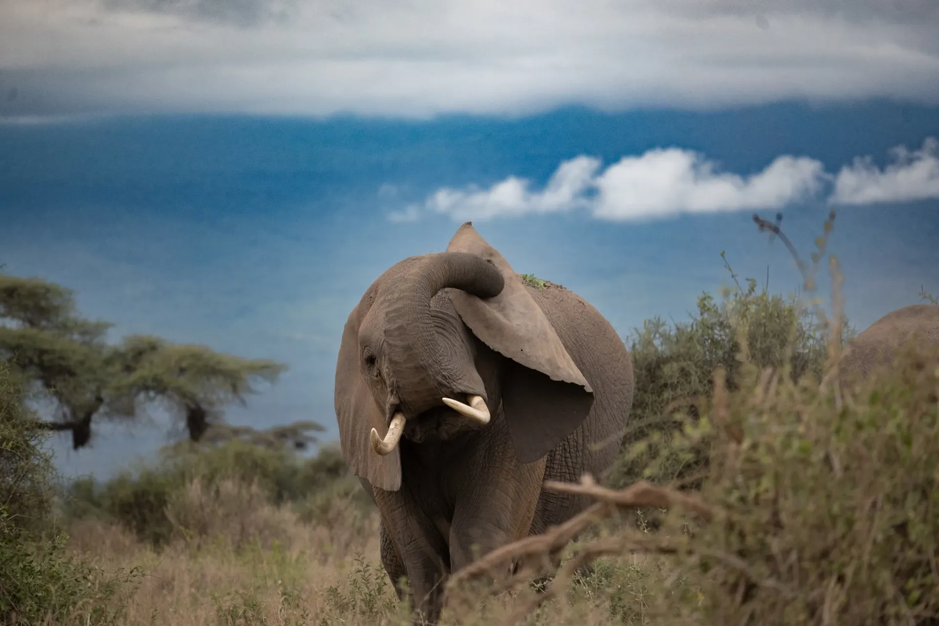Close encounter — elephant with tusks, Amboseli