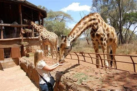 Giraffe Centre Sanctuary — guest feeding giraffes at the platform