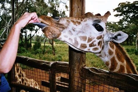 Giraffe Centre Sanctuary — hand-feeding a reticulated giraffe