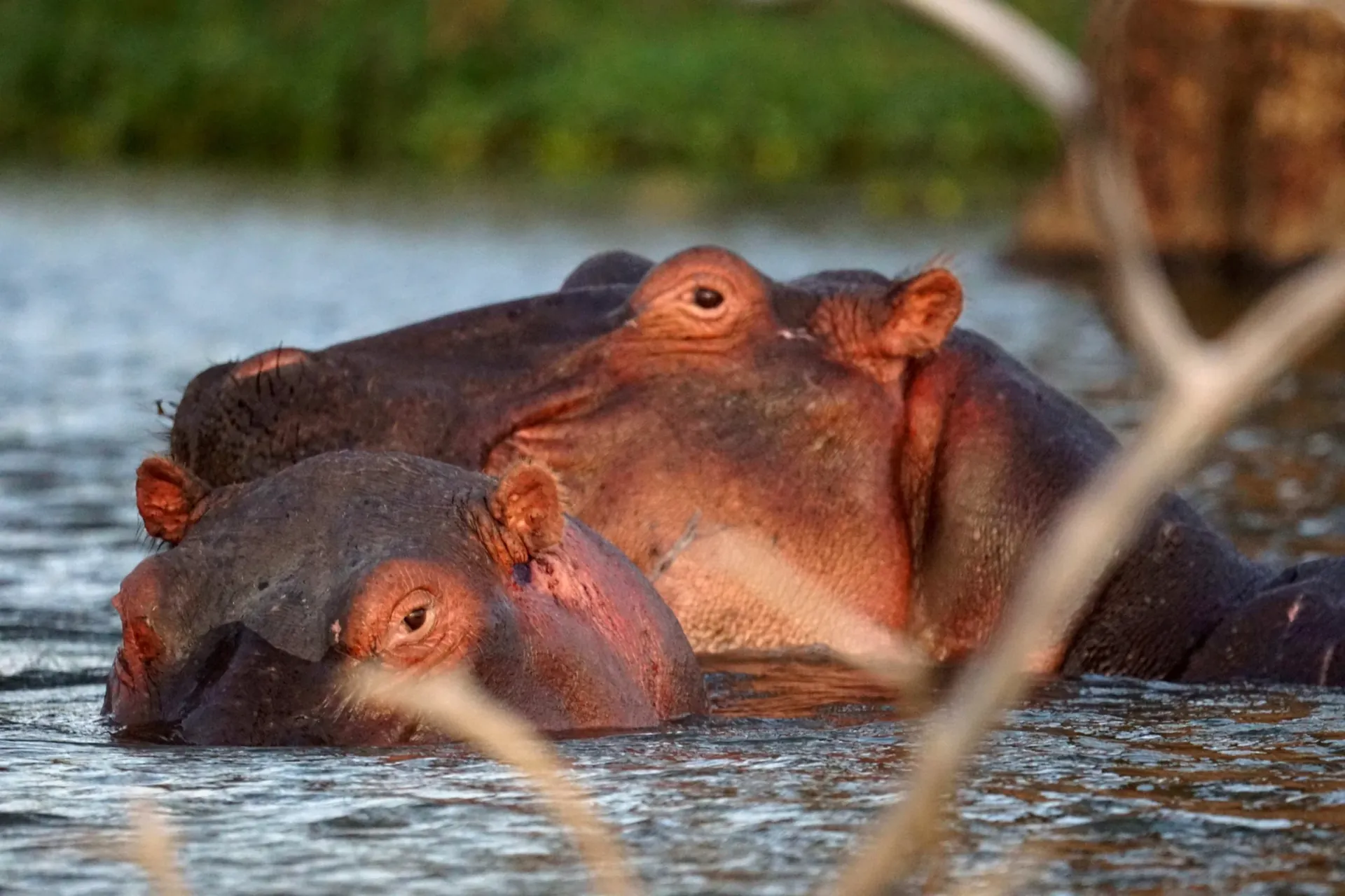 Hippos at Lake Naivasha, Great Rift Valley