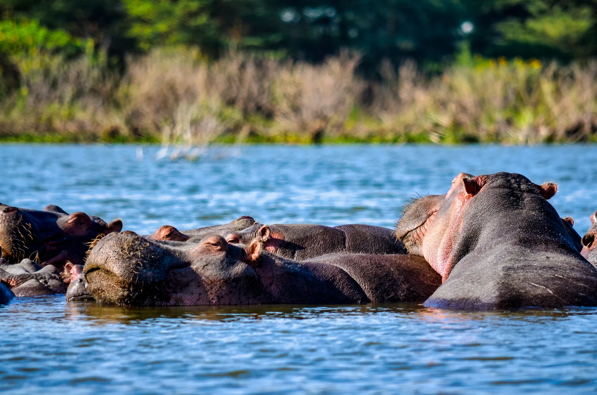 Lake Nakuru — hippo pod basking in the shallows