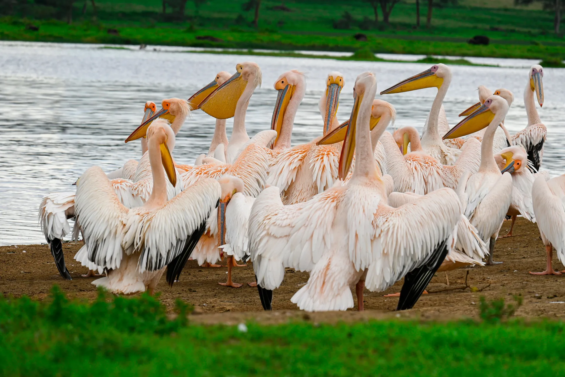 Lake Nakuru — great white pelicans on the shore