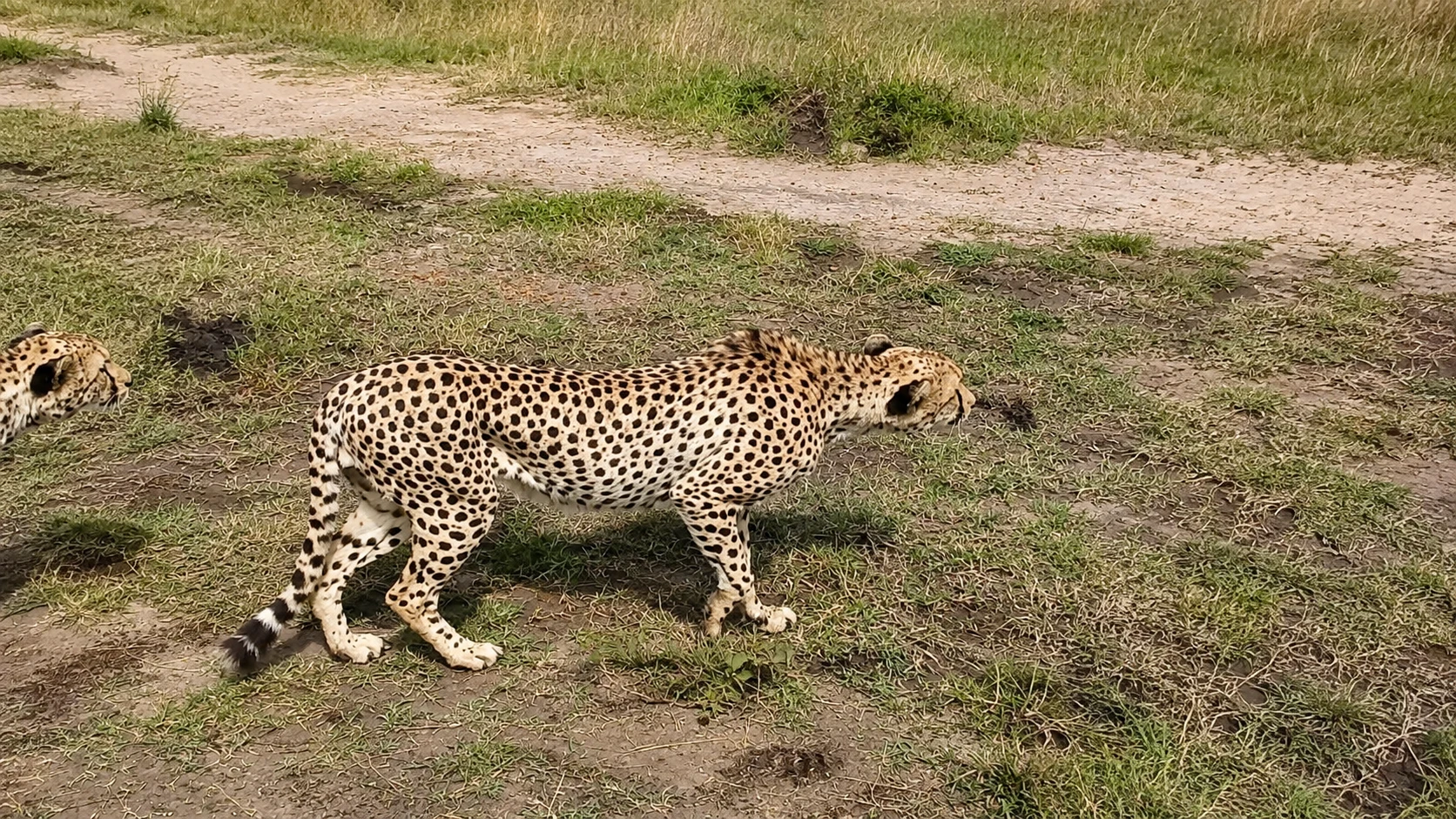Cheetahs on the move, Masai Mara