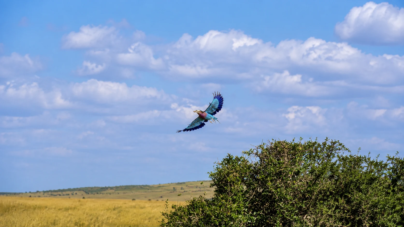 Lilac-breasted roller in flight, Masai Mara