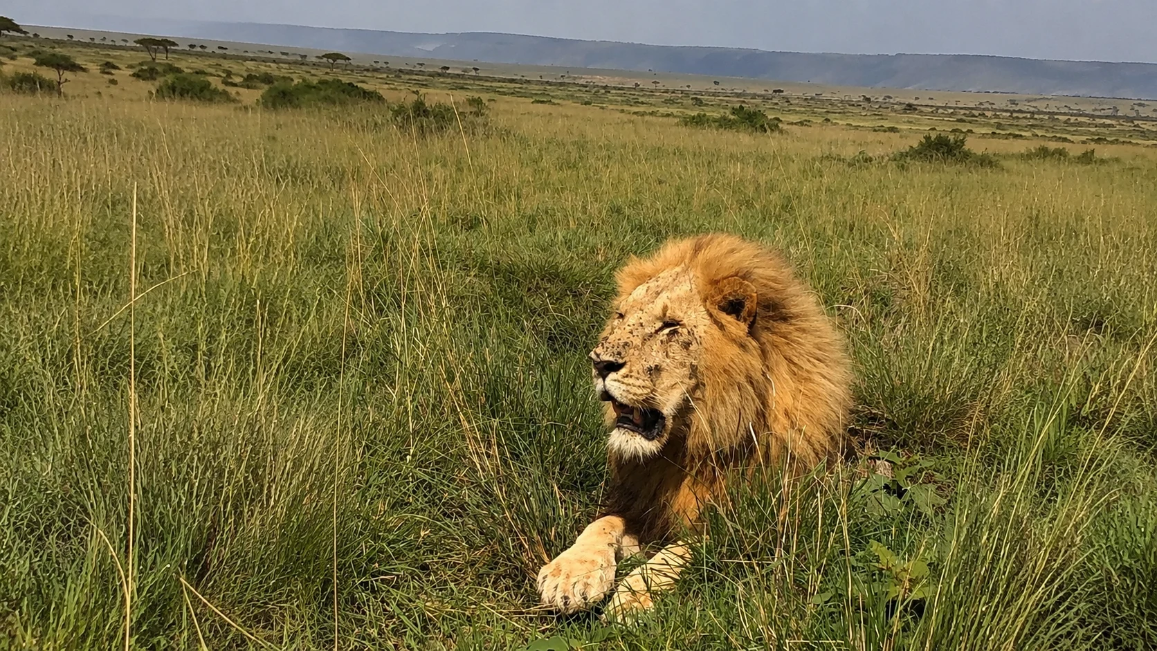 Male lion resting in the long grass, Masai Mara