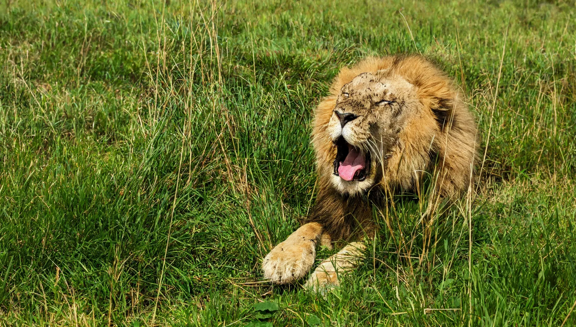Male lion yawning, Masai Mara