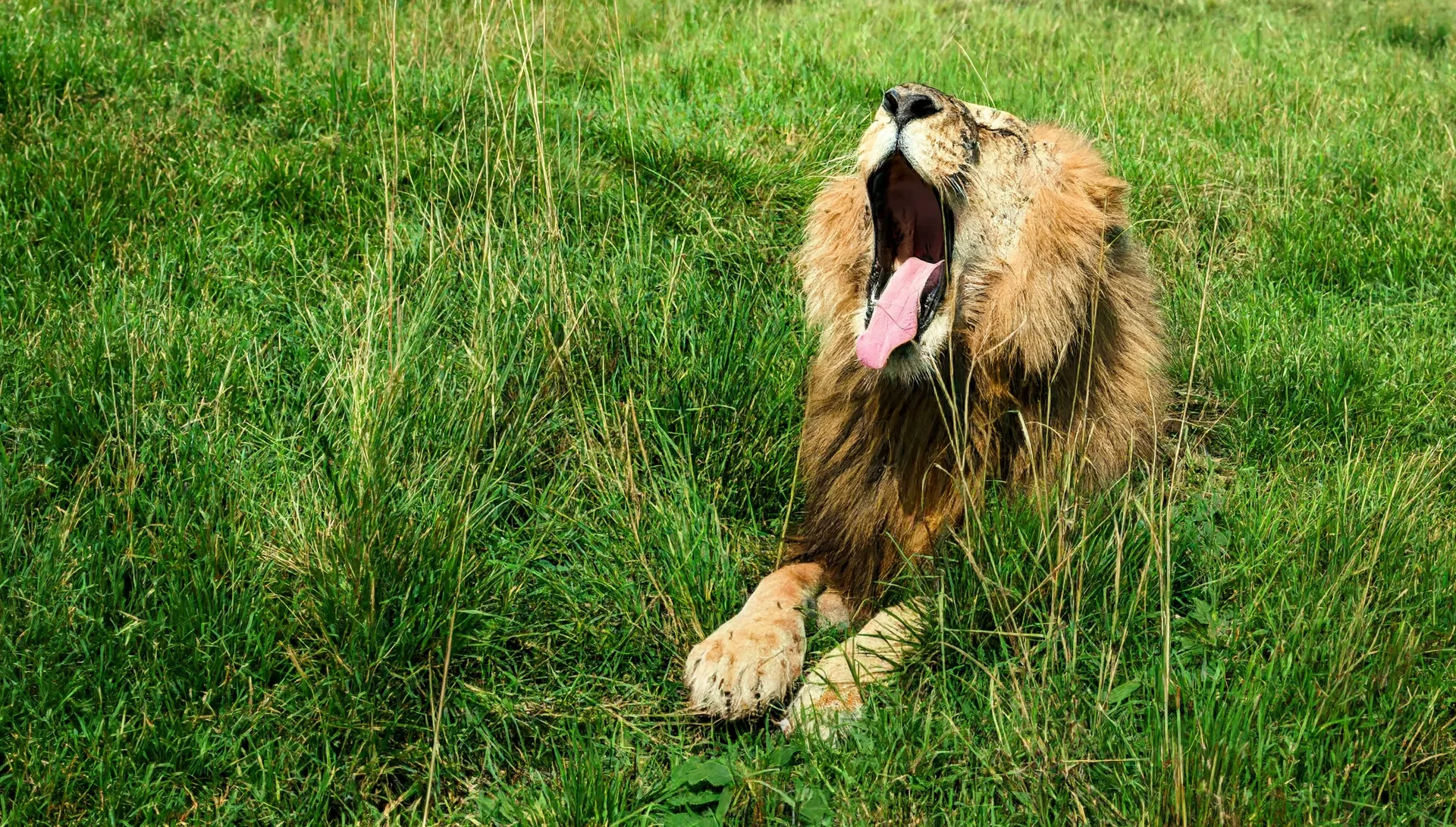 Male lion mid-yawn, head raised, Masai Mara