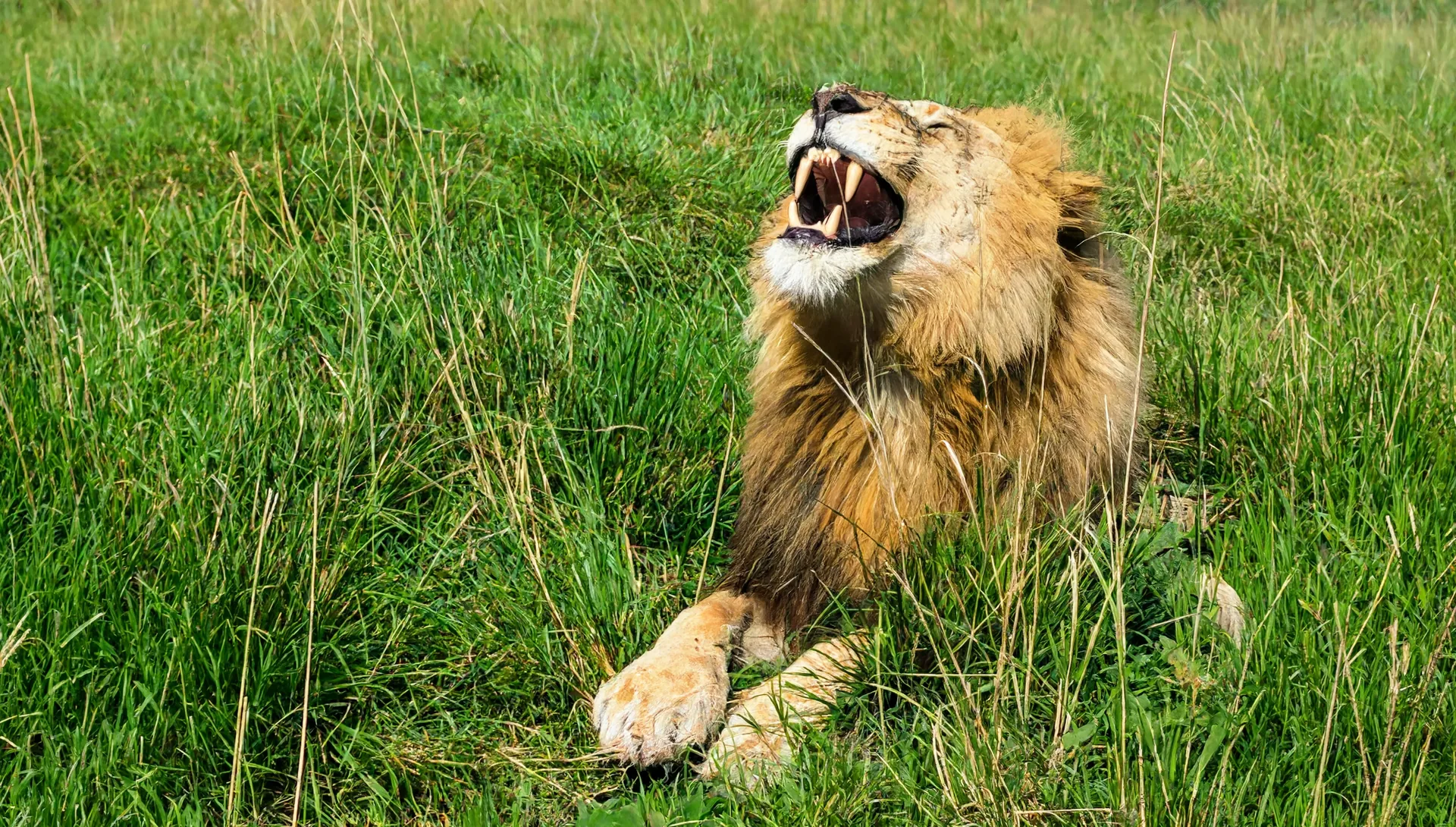 Male lion roaring, jaws wide, Masai Mara