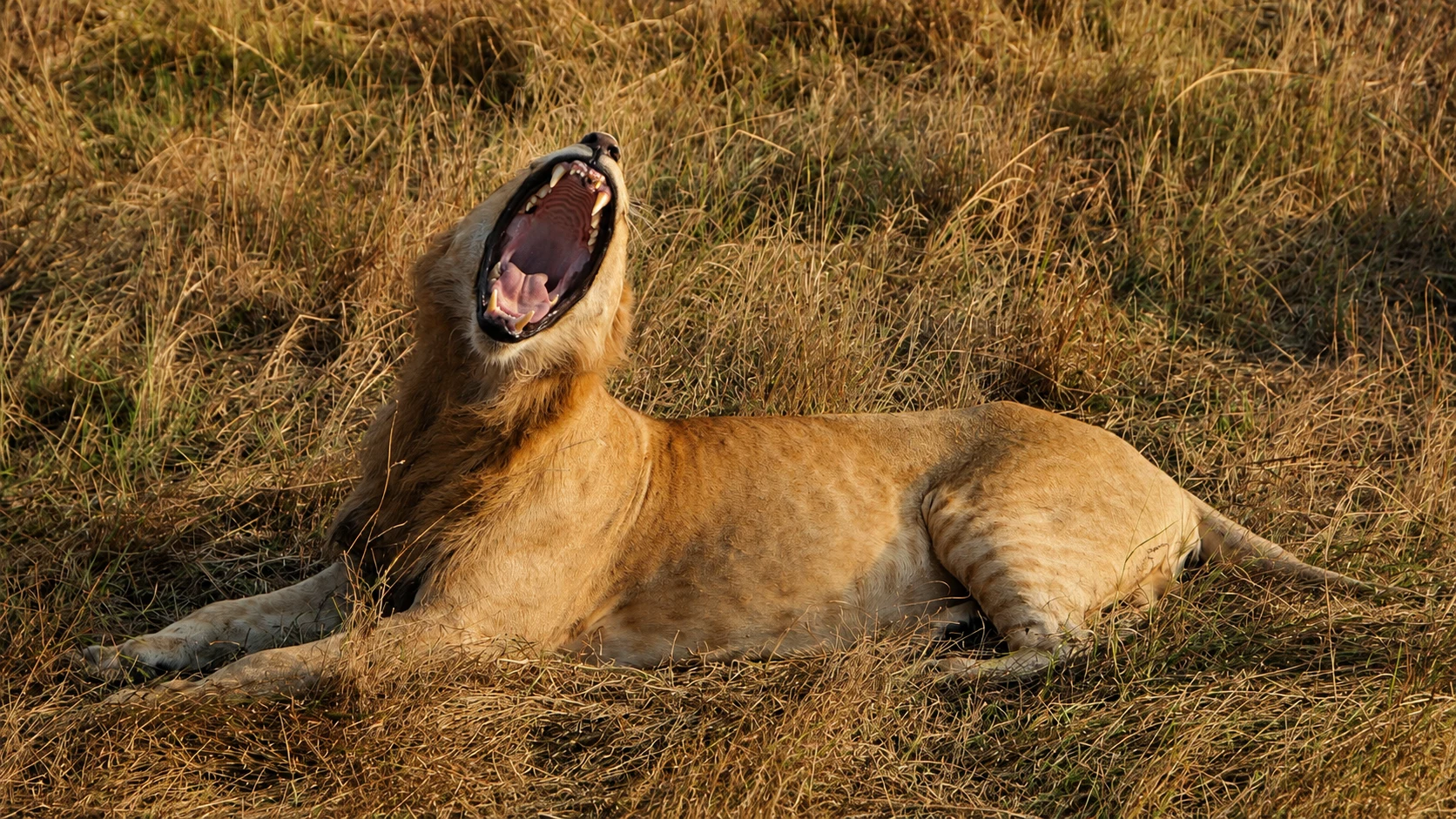 Lion yawning in the grass, Masai Mara