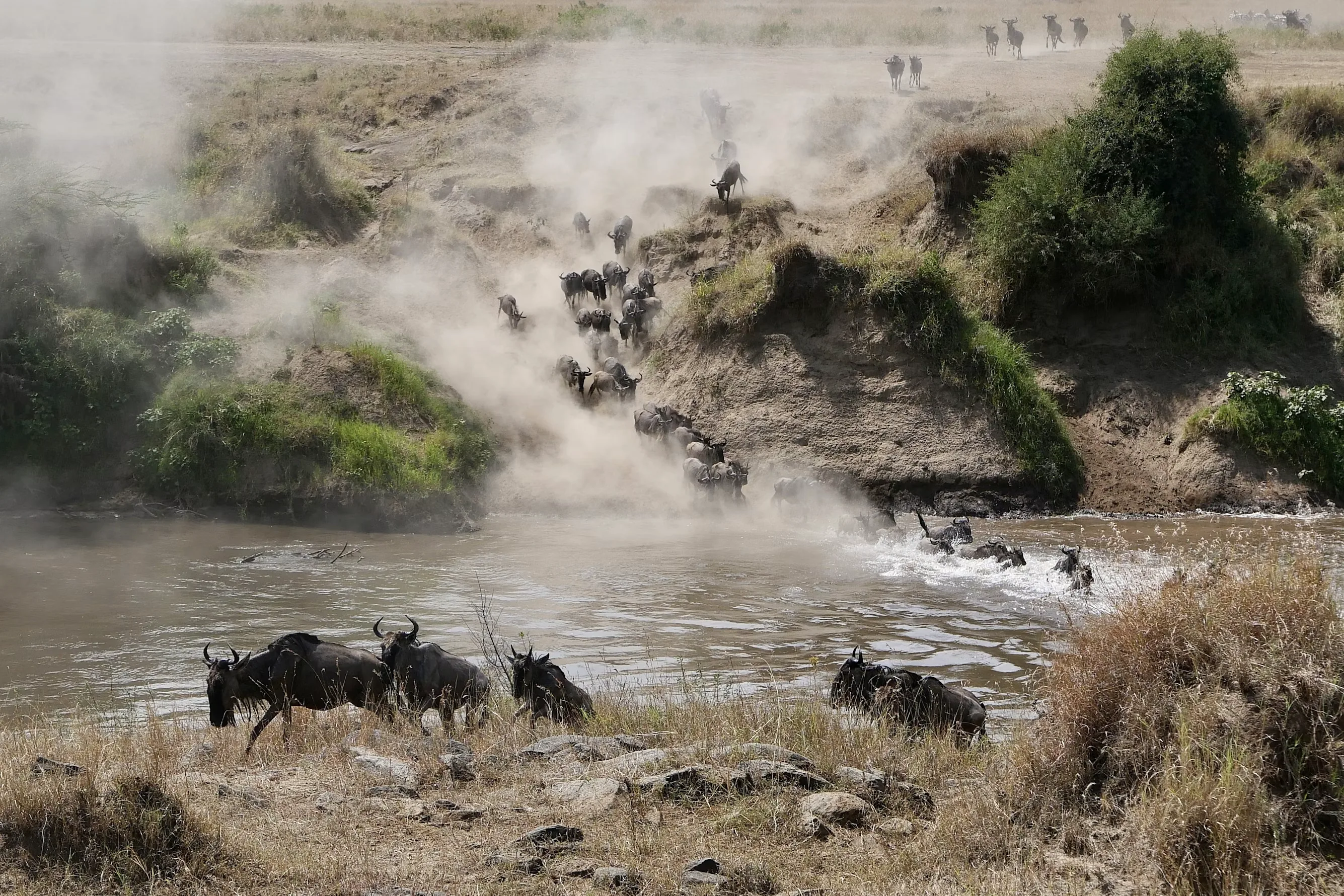 Wildebeest migration across the Maasai Mara