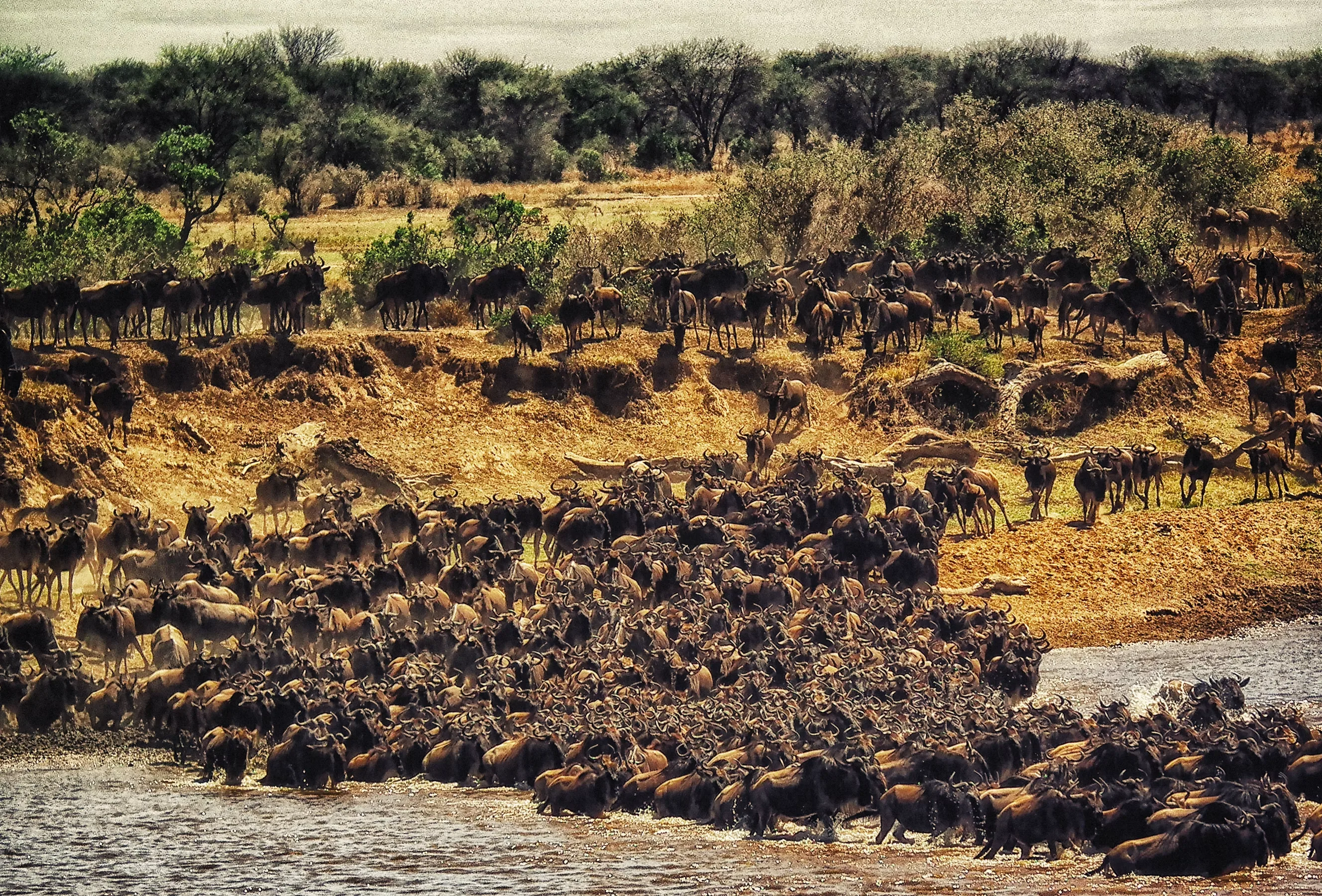Wildebeest migration across the Maasai Mara