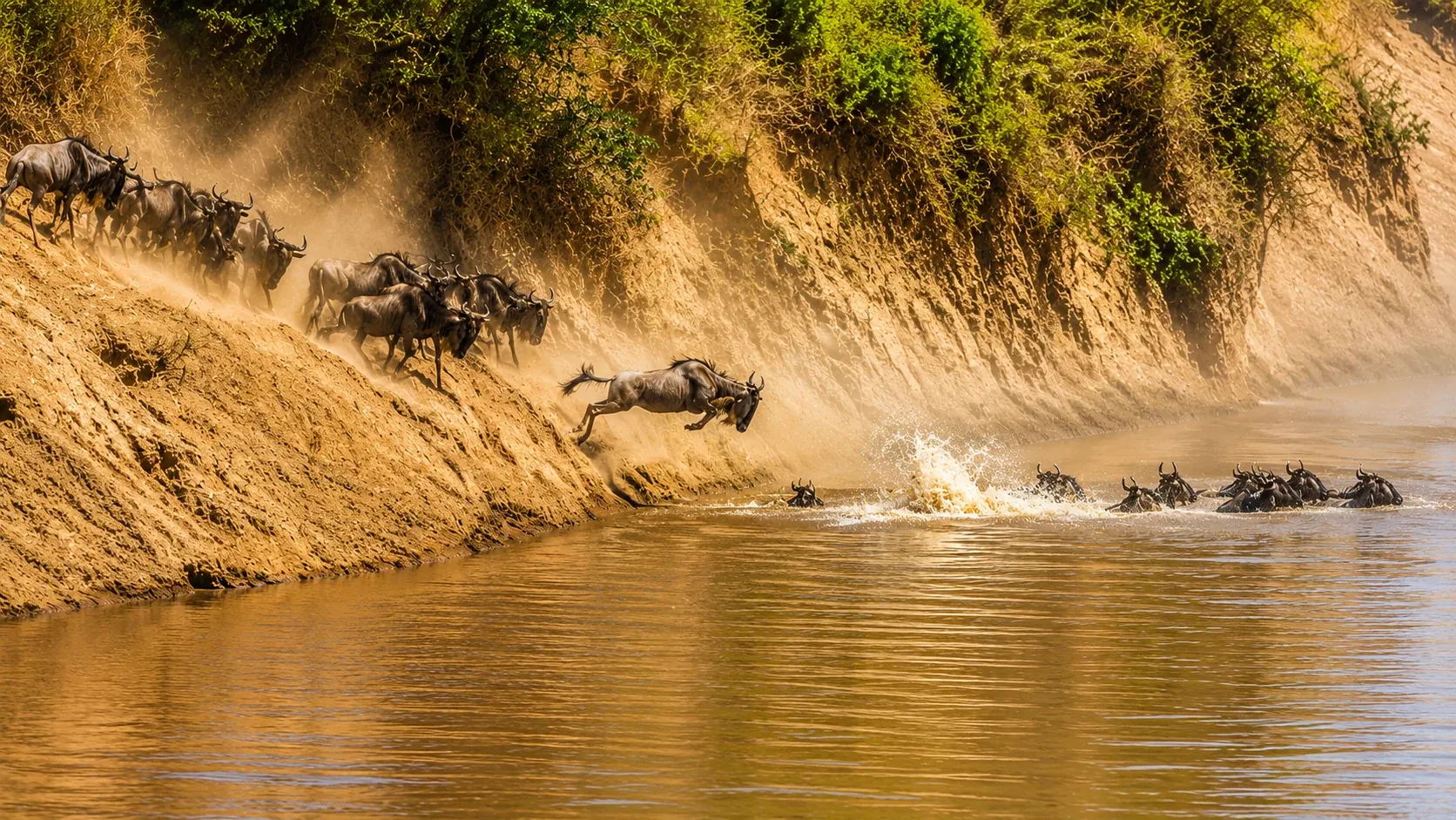 Wildebeest leaping into the Mara River — Great Migration