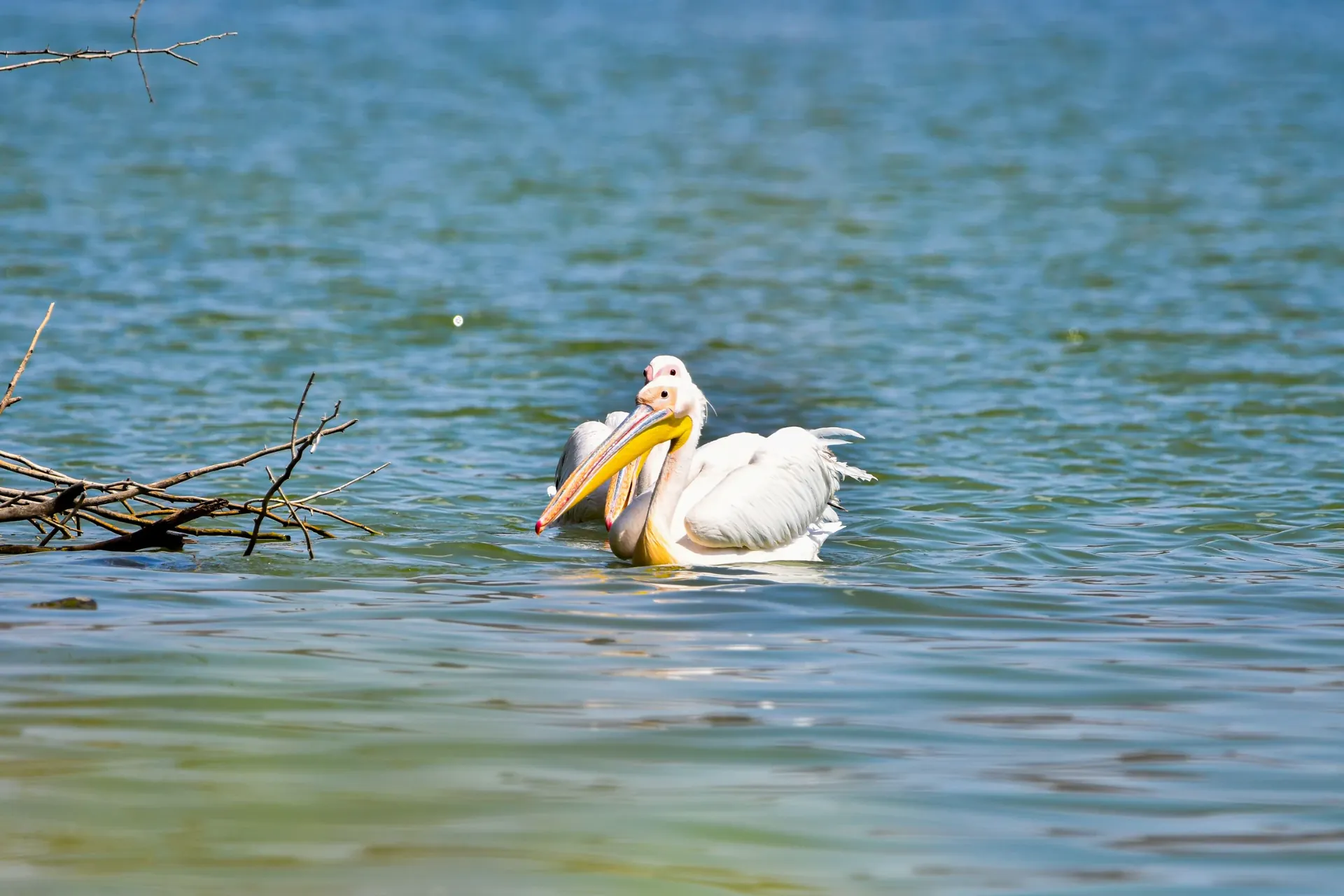 Great white pelican on Lake Naivasha