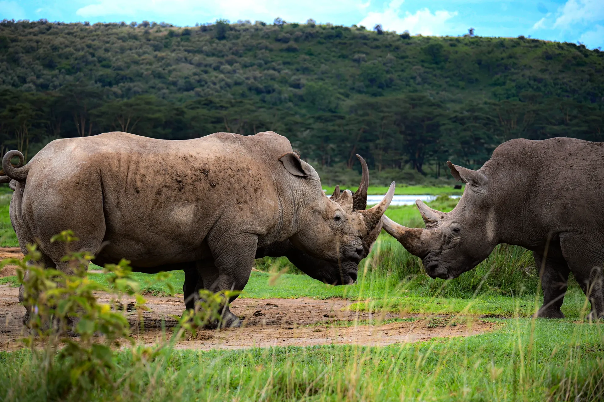 White rhinos face-to-face, Lake Nakuru